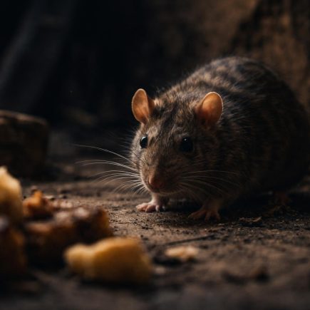 rat-cave-nourriture-ombre